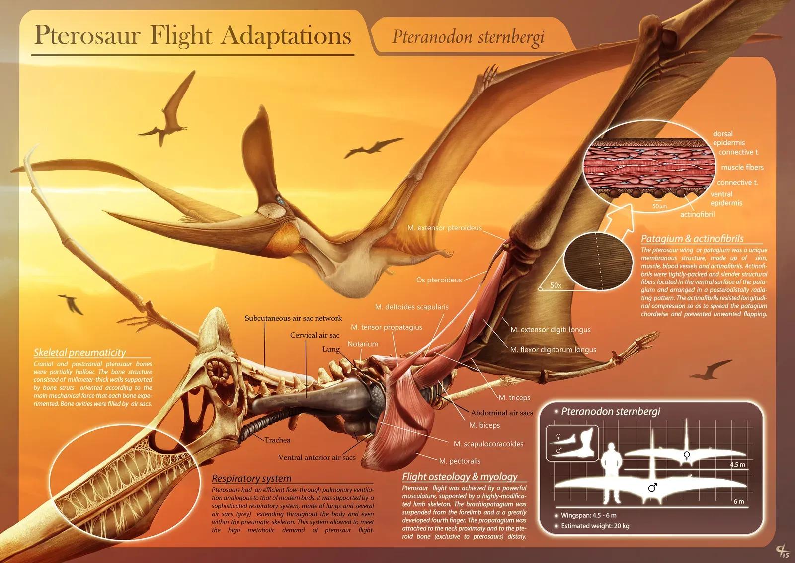 A Flexible Wing Membrane Built for Fine‑Tuned Control (By Hugo Salais López, CC BY-SA 3.0)