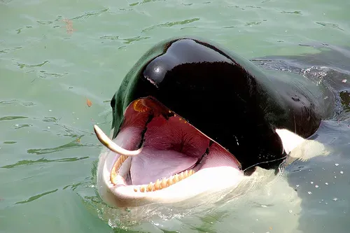 Some Orcas “Carousel” Fish, Others Surf The Beach Or Smash Sharks (flickr, CC BY-SA 2.0)
