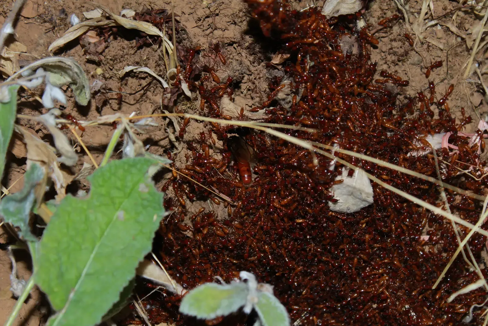 7. Army Ants: Living Architecture on the Move (By Nikhil More, CC BY-SA 4.0)