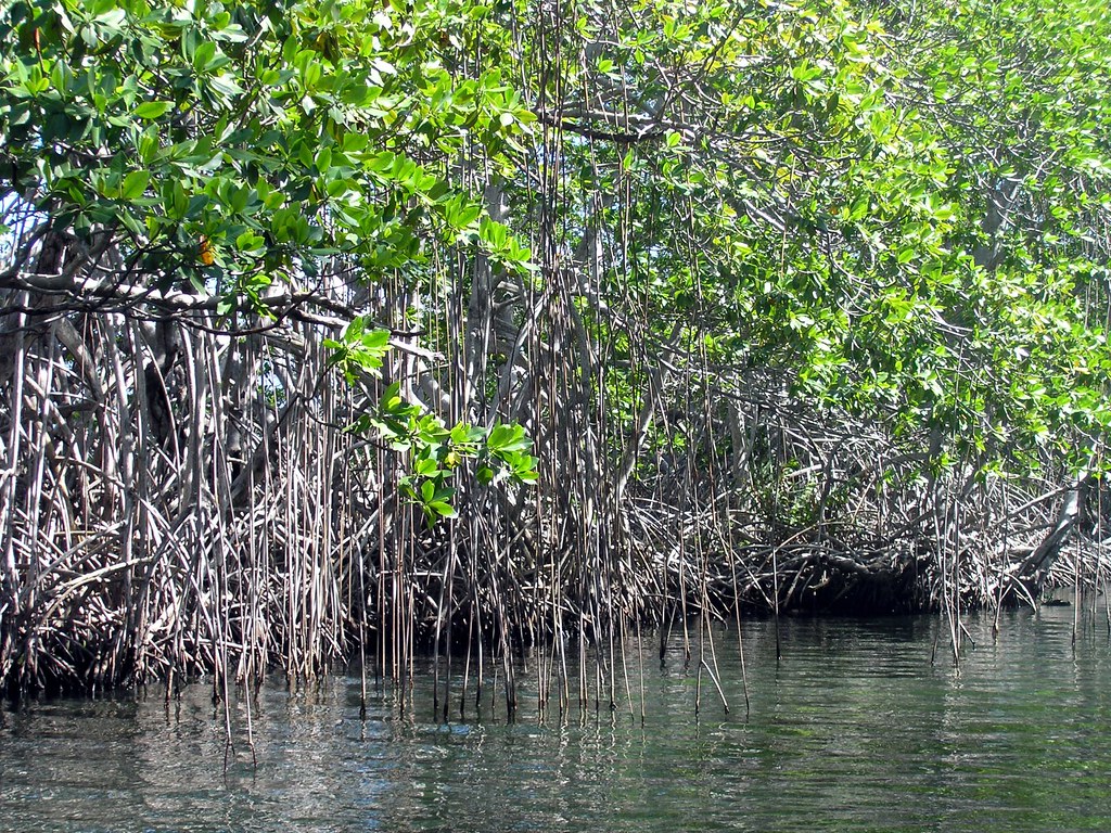 Georgia's First Black Mangrove Colonies Take Root (Image Credits: Flickr)