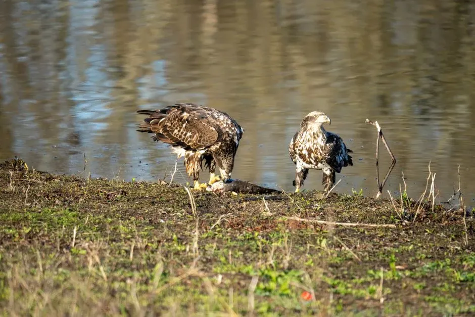 Reason 3: Cleaner Water Meant Healthier Fish (and Healthier Eagles) (Image Credits: Pexels)