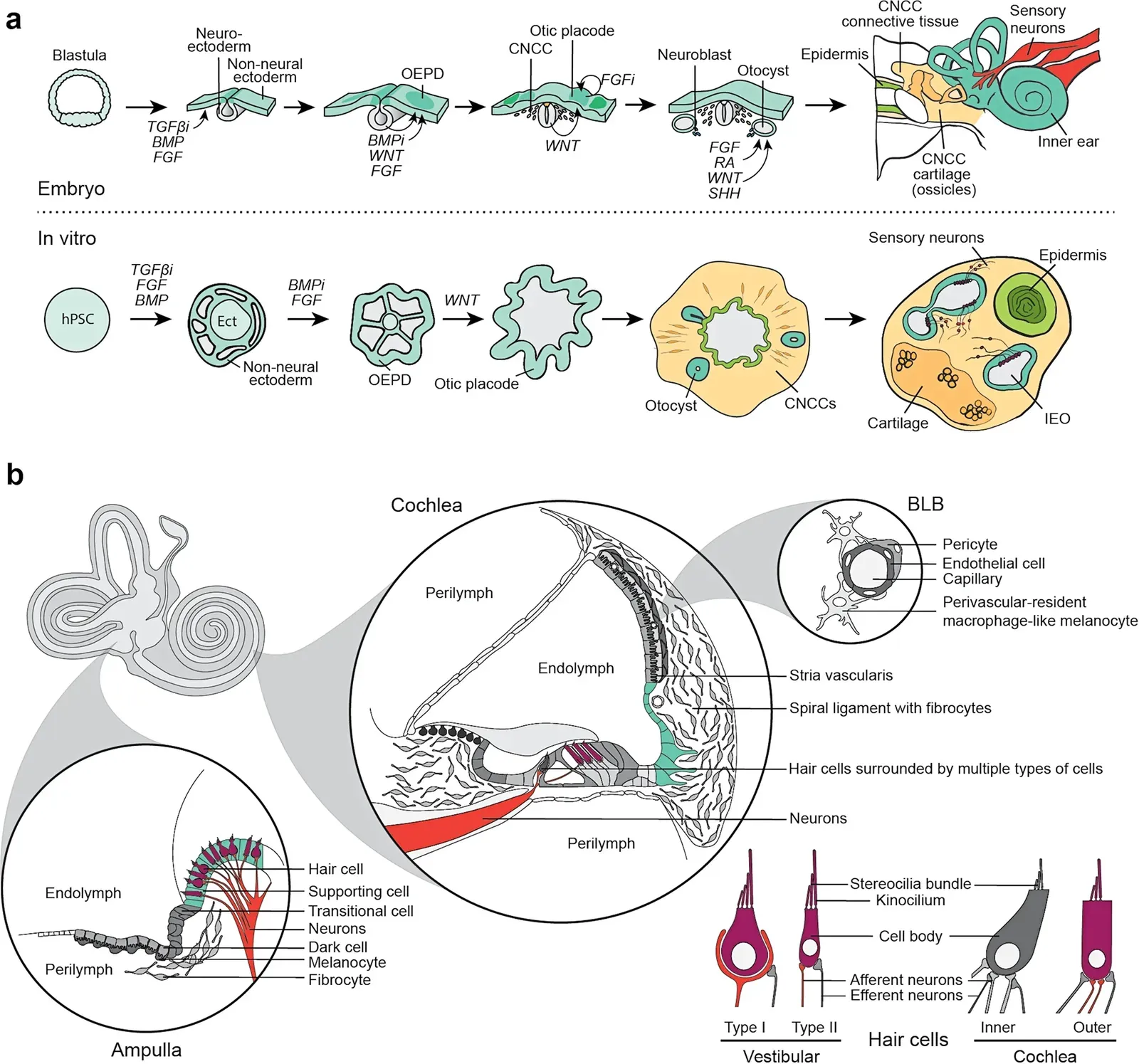 Why These Hidden Senses Matter for Science and How We See Ourselves (Image Credits: Wikimedia)