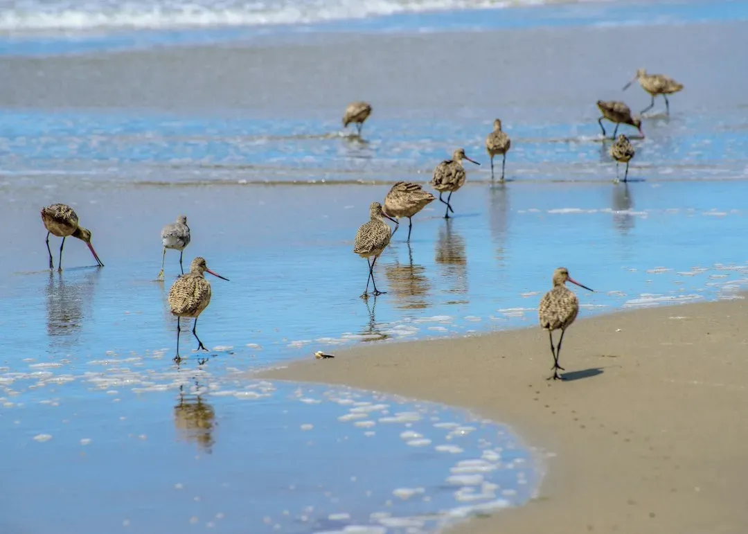 #10 Migratory Species Returning to a Reshaped Coastline (Image Credits: Unsplash)