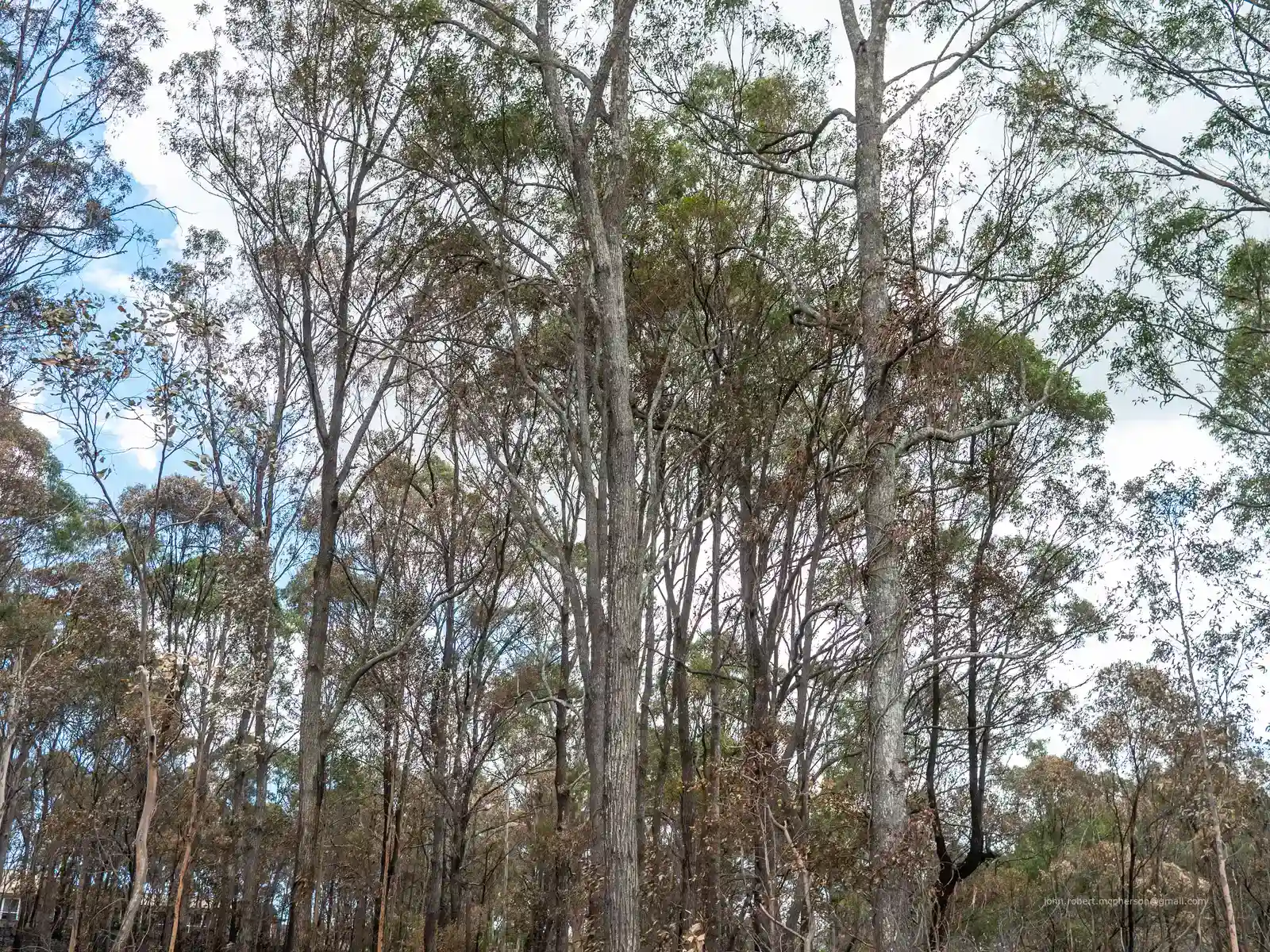 6. Eucalyptus: The Tree That Actively Encourages Fire (By John Robert McPherson, CC BY-SA 4.0)