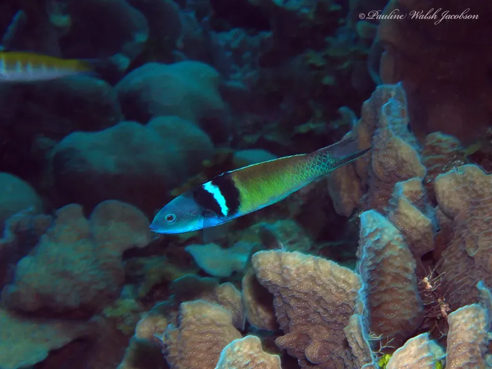 Wrasses and Reef Lords: Aggressive Males Born from Subtle Females (Image Credits: Wikimedia)
