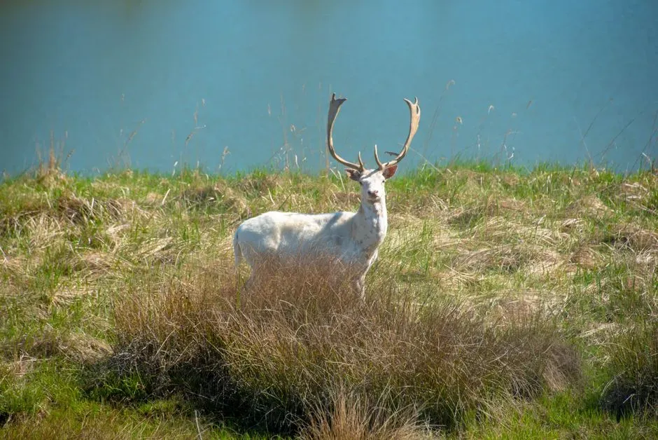 Hunting, Hospitality, and Sudden Reversals of Fortune (Image Credits: Pexels)