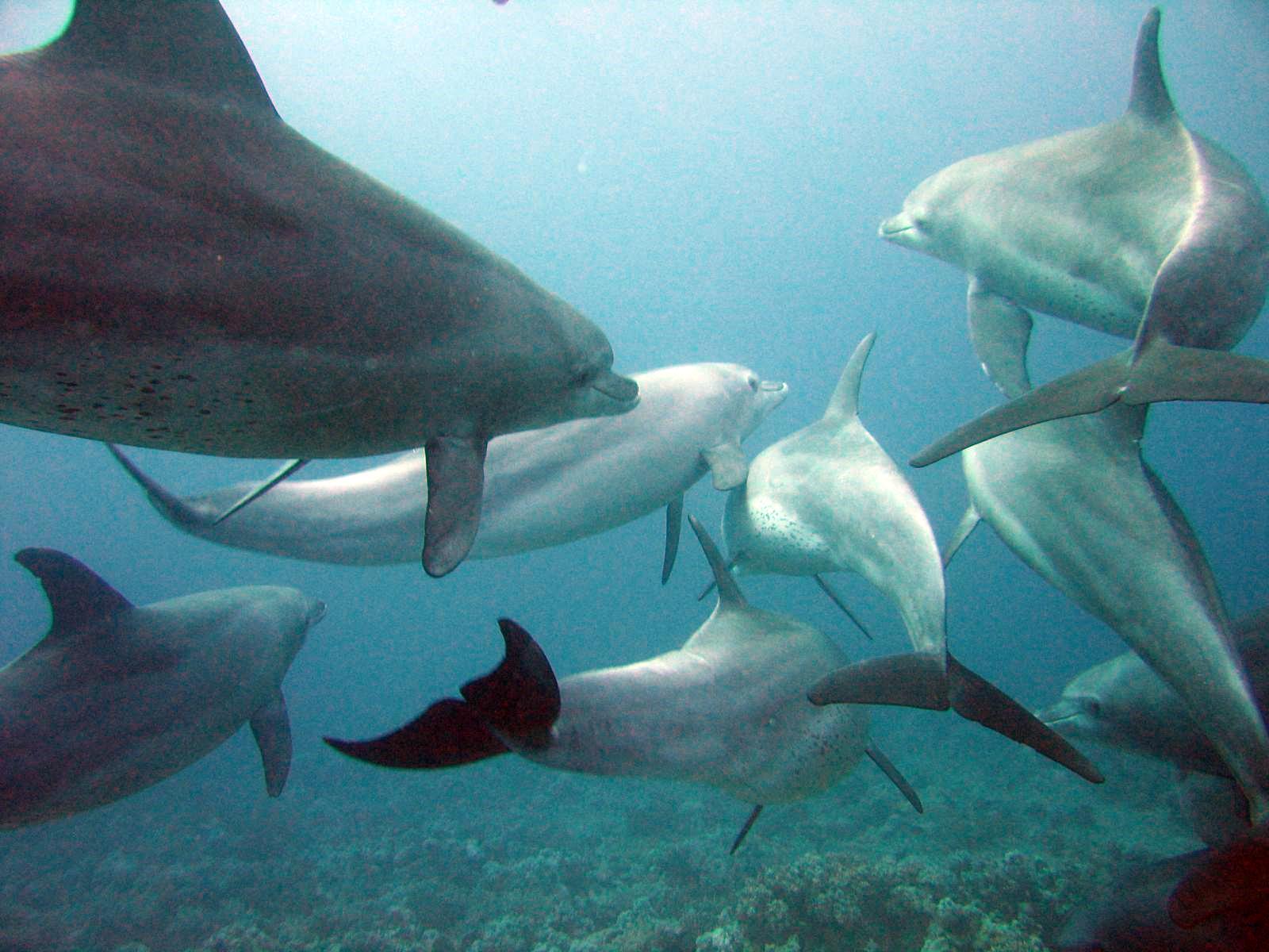 Evidence of Coordinated Behavior Across Ocean Regions (Image Credits: Wikimedia)