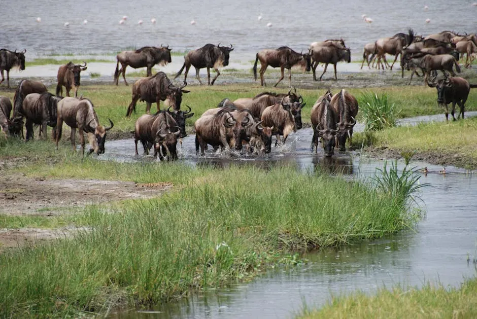 Animals, Migration, and Your Own Sense of Place (Image Credits: Pexels)