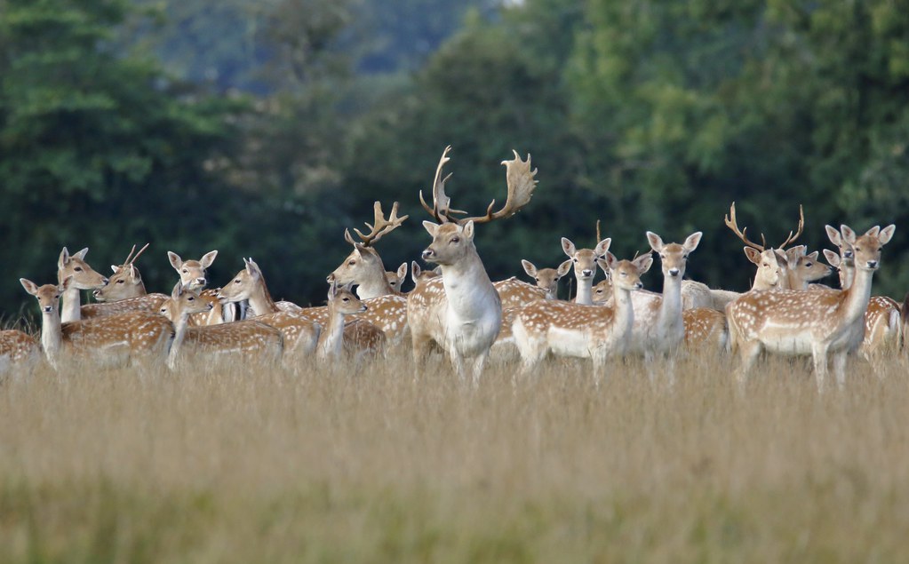 Herbivore Population Explosions (Image Credits: Flickr)