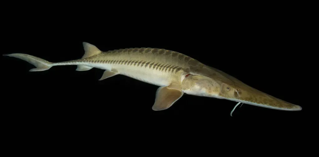Why the Sturgeon’s Second Chance Should Change How We Think (Image Credits: Flickr)