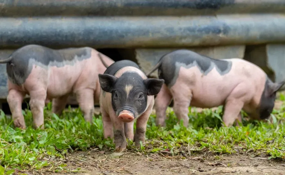 Why You Should Care Even If You Never Meet a Pig (Image Credits: Pexels)