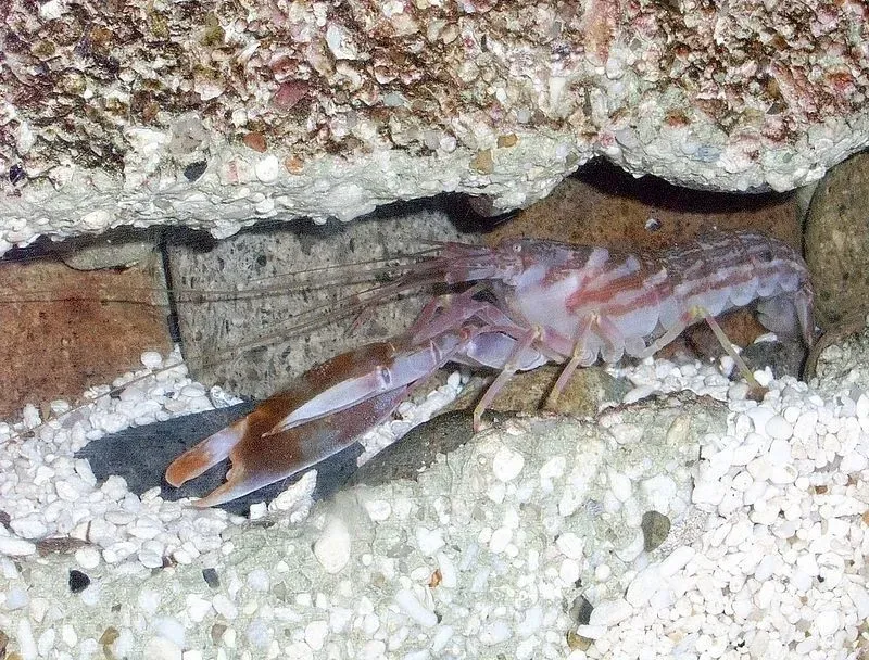 4. Pistol Shrimp – The Tiny Gunner With a Supersonic Claw (Image Credits: Wikimedia)