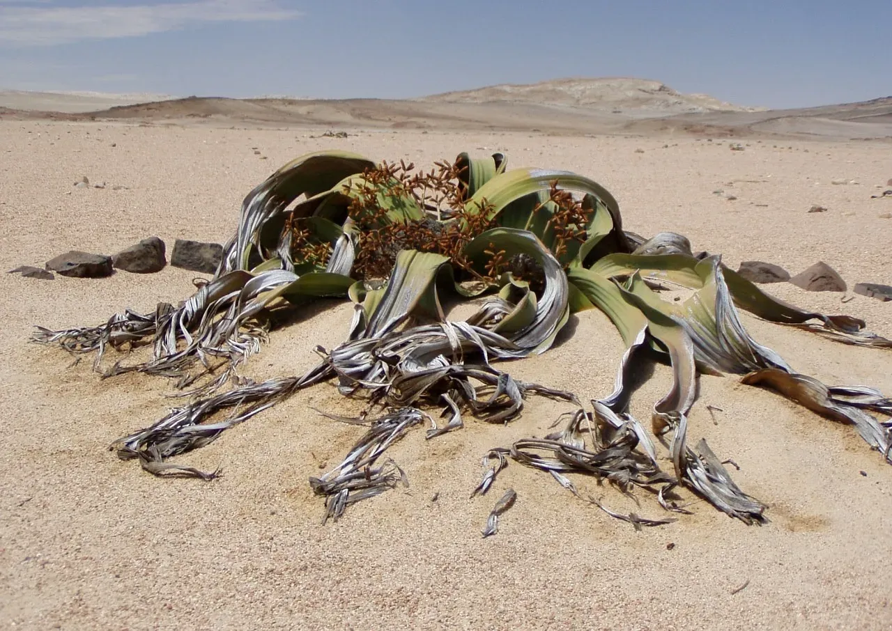2. Welwitschia (Welwitschia mirabilis): The Desert Relic That Refuses to Die (Image Credits: Pixabay)