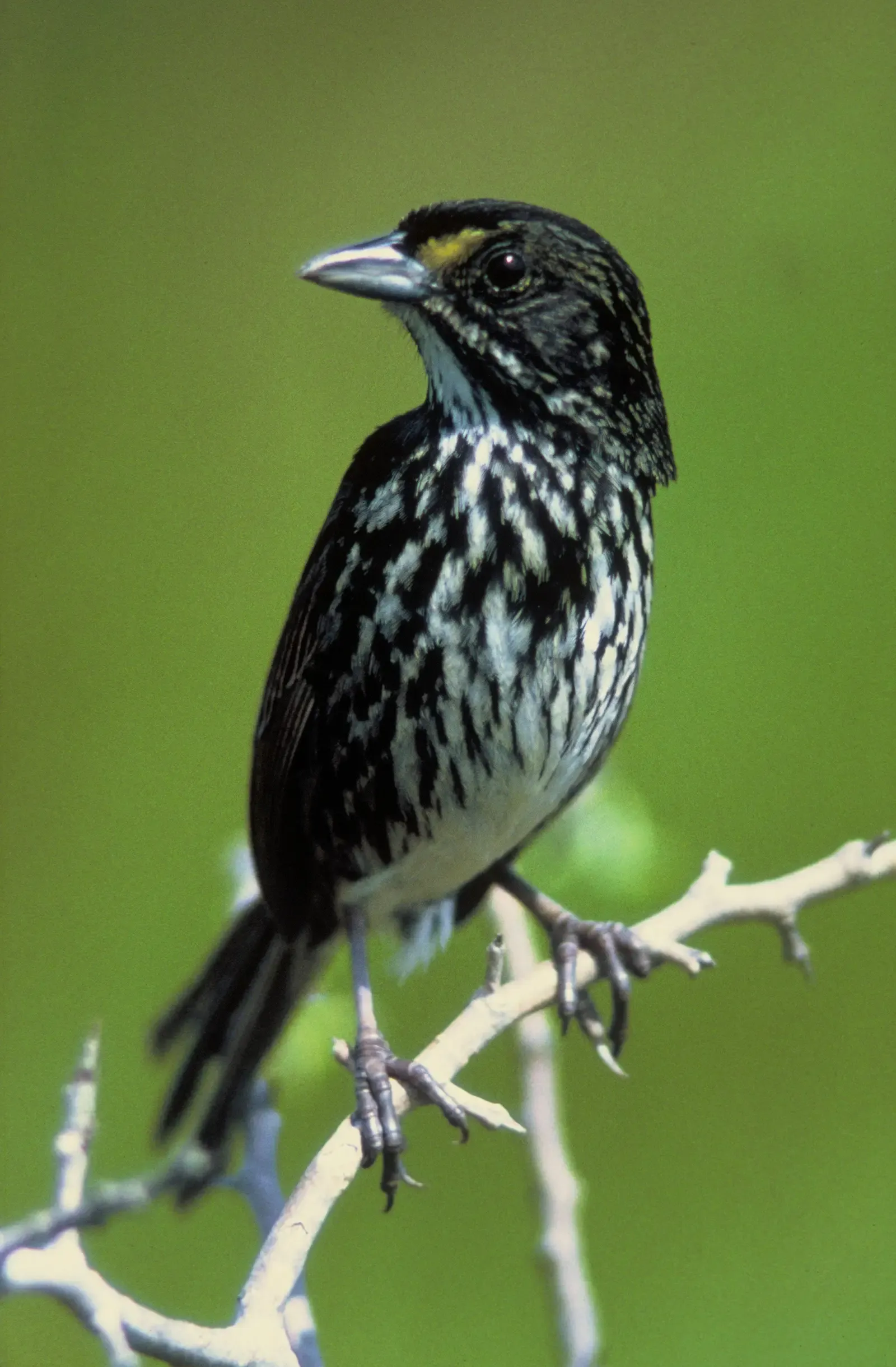 #6 - The Dusky Seaside Sparrow: A Bird Lost to a Single Development Decision (This image originates from the National Digital Library of the United States Fish and Wildlife Service at this page
This tag does not indicate the copyright status of the attached work. A normal copyright tag is still required. See Commons:Licensing.See Category:Images from the United States Fish and Wildlife Service.(http://digitalmedia.fws.gov/cdm/ref/collection/natdiglib/id/3736), Public domain)