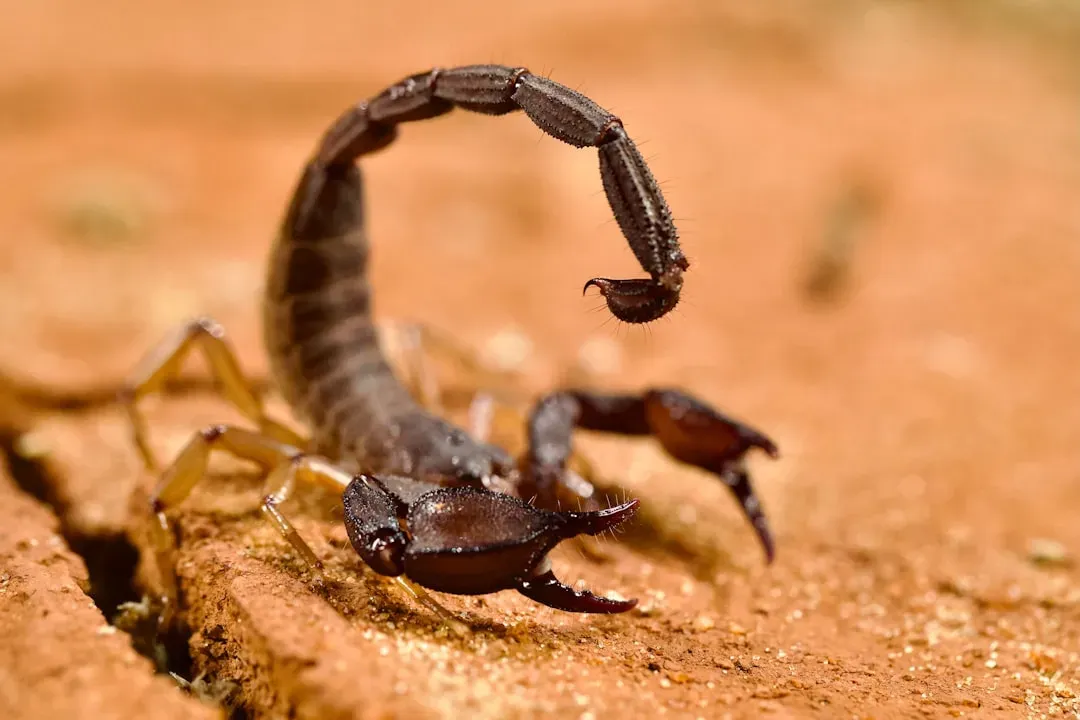 Scorpio – The Patient Ambusher (Deathstalker Scorpion) (Image Credits: Unsplash)