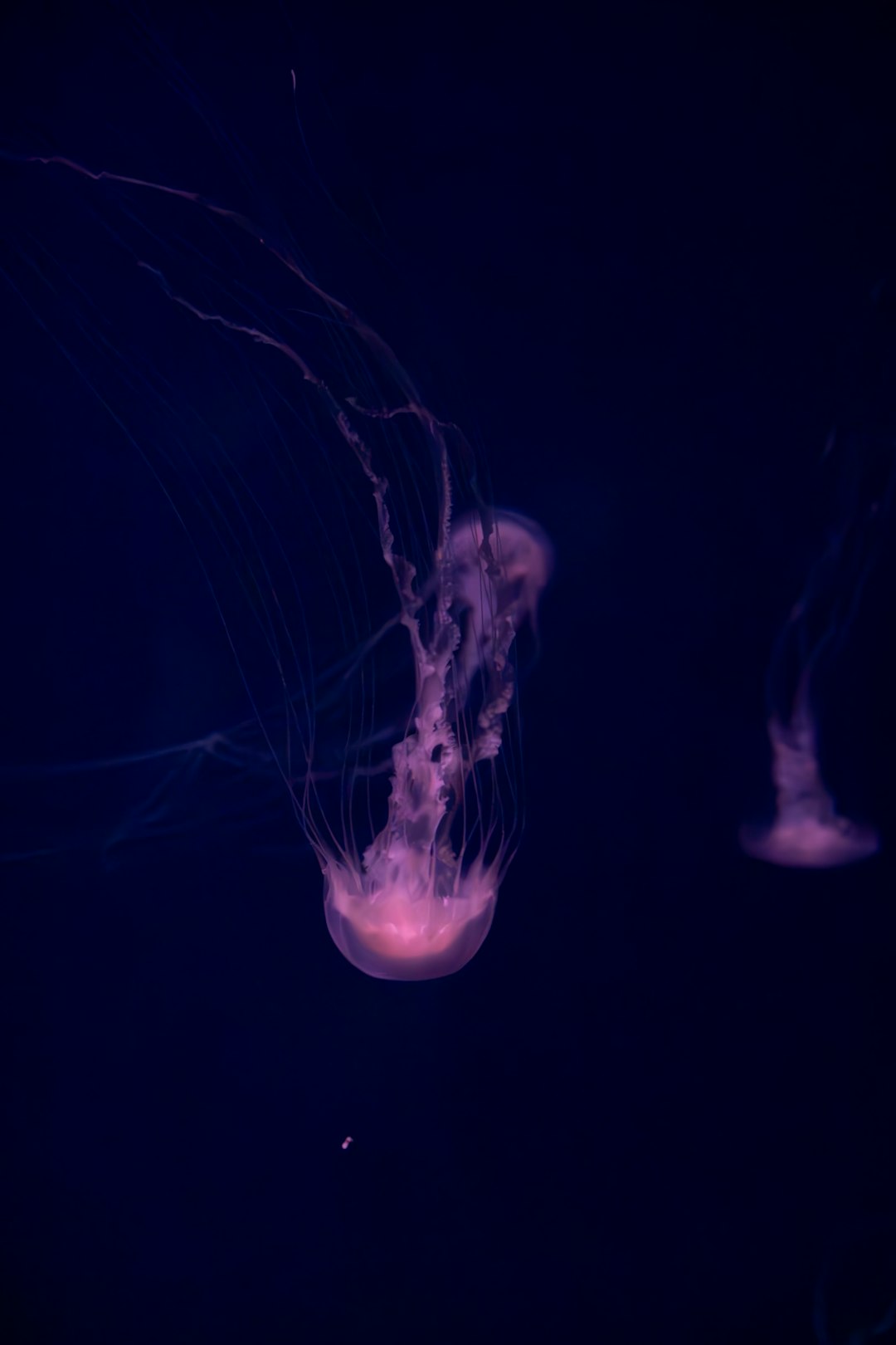 The Future Landscape: Tools, Hurdles, and Global Implications (Image Credits: Unsplash)