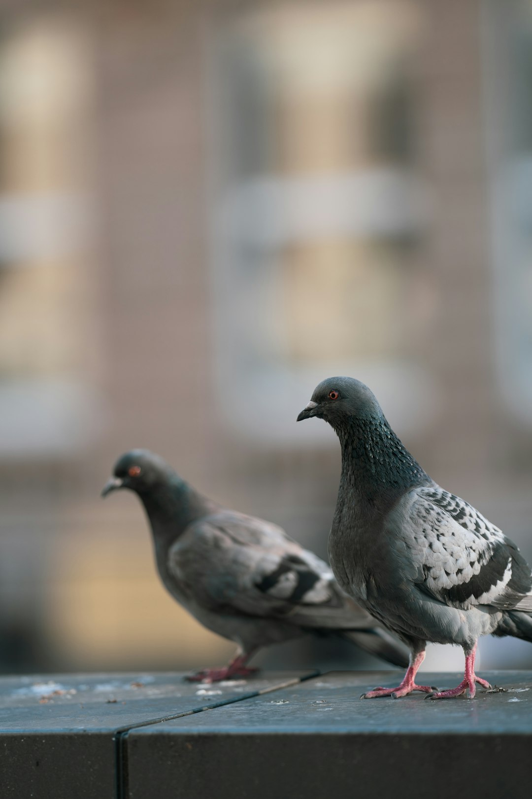 Pigeons: The Urban Recognition Specialists (Image Credits: Unsplash)