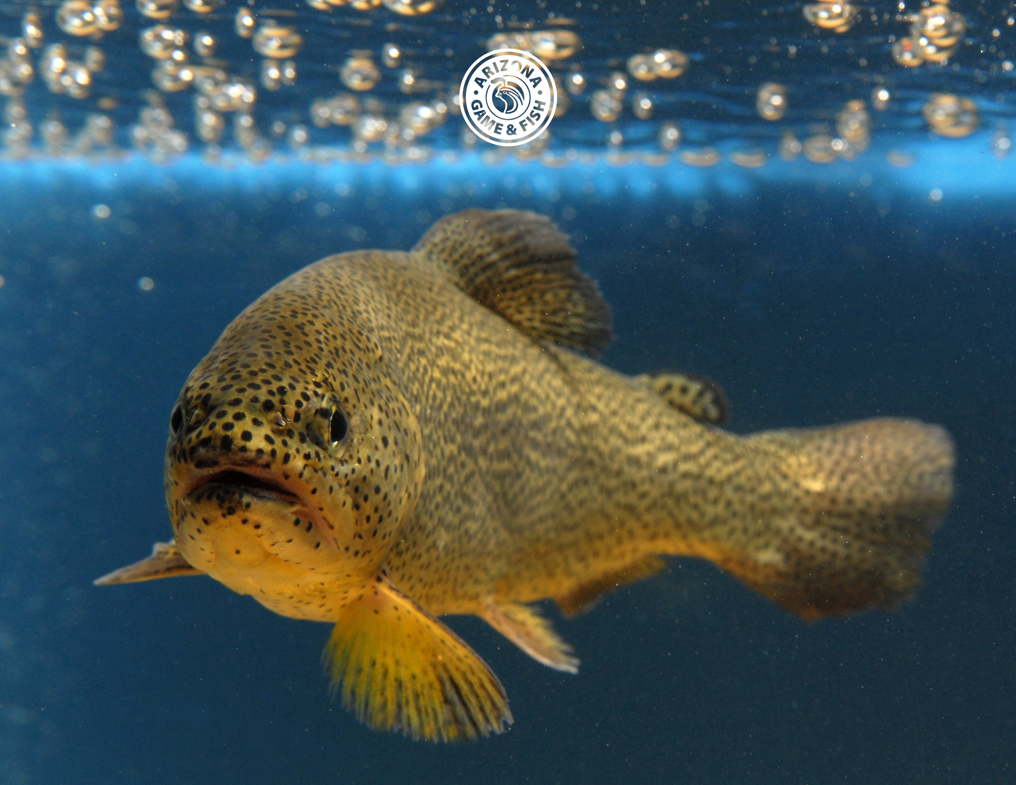 Apache Trout Graduate from Endangered Species List (Image Credits: Wikimedia)