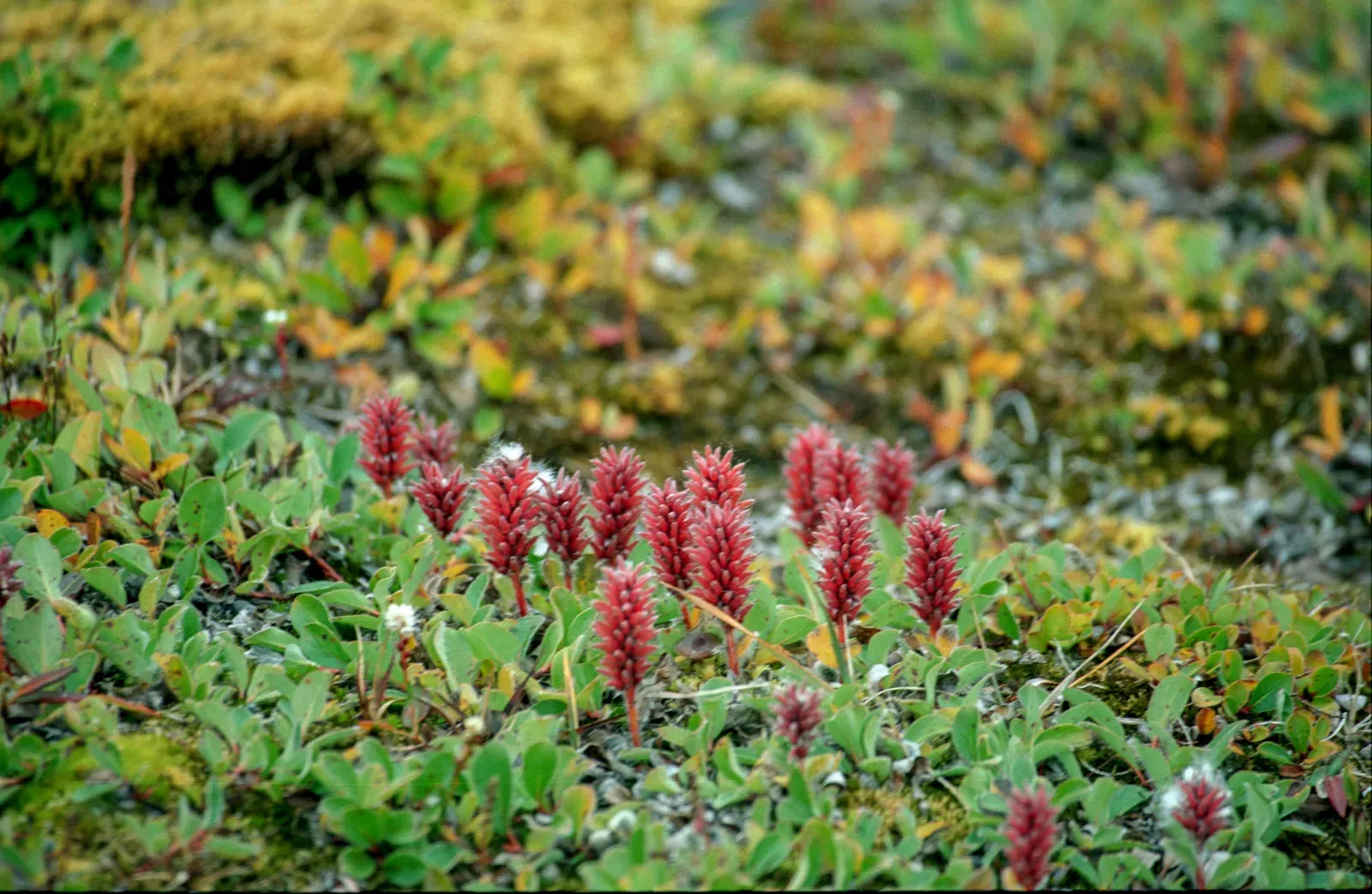 Arctic Willow: Surviving the Frozen North (Image Credits: Wikimedia)