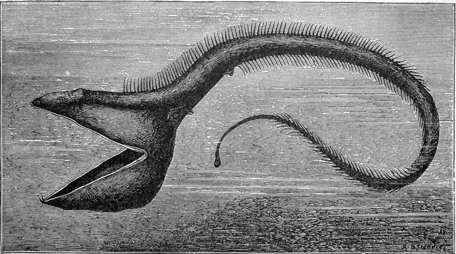 Gulper Eel With a Head That Turns Into a Living Net (Image Credits: Wikimedia)