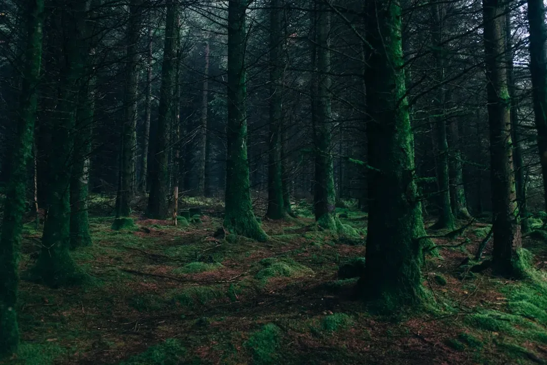 Darkness, Vision, and Why Your Imagination Goes Wild (Image Credits: Unsplash)