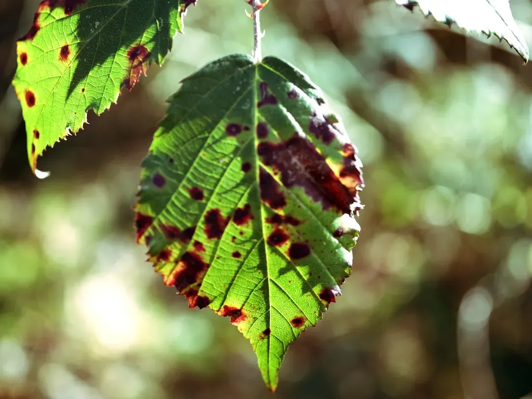 #9 - Black or Dark Brown Spotting Across the Leaf Surface (Image Credits: Unsplash)