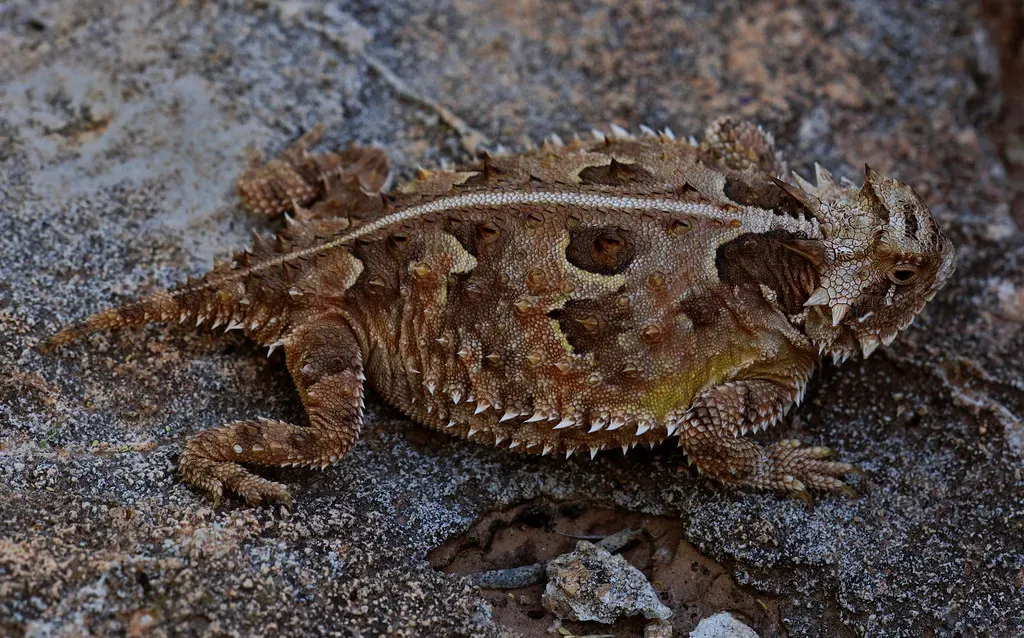 #6 Virgo – Texas Horned Lizard: The Precise Survivor (2ndPeter, Flickr, CC BY 2.0)