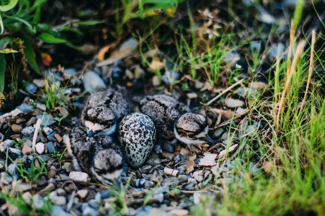 5. You Watch Tiny Chicks Sprint The Same Day They Hatch (Image Credits: Unsplash)