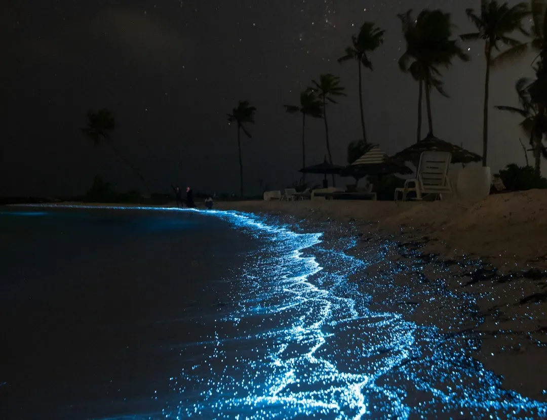 Bioluminescent Waves: The Ocean That Glows in the Dark (Image Credits: Unsplash)