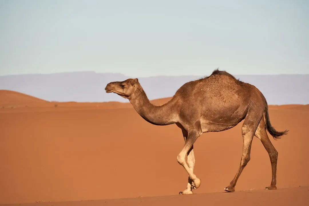 Camels: Desert Specialists That Turn Heat Into an Afterthought (Image Credits: Unsplash)