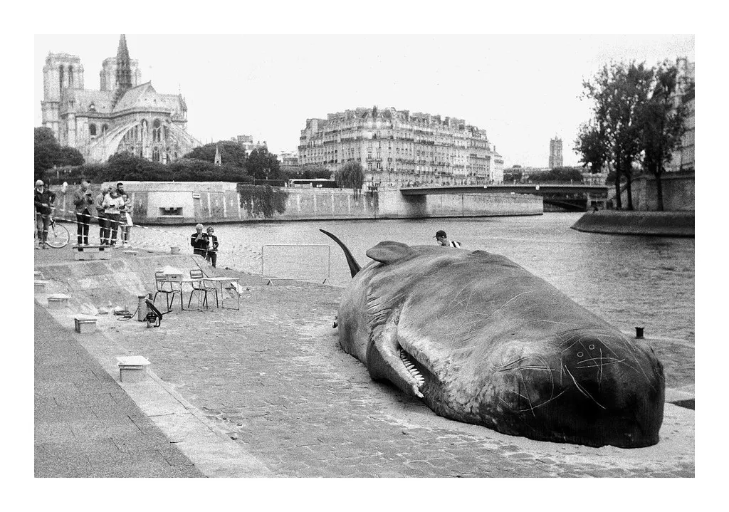 Mass Whale Strandings (Image Credits: Flickr)