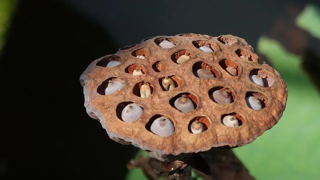 #7 - The 1,300-Year-Old Seed That Rewrote the Record Books (Image Credits: Pixabay)