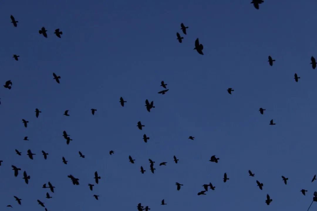 4. Relentless Flight Circles Over Specific Spots (Image Credits: Unsplash)