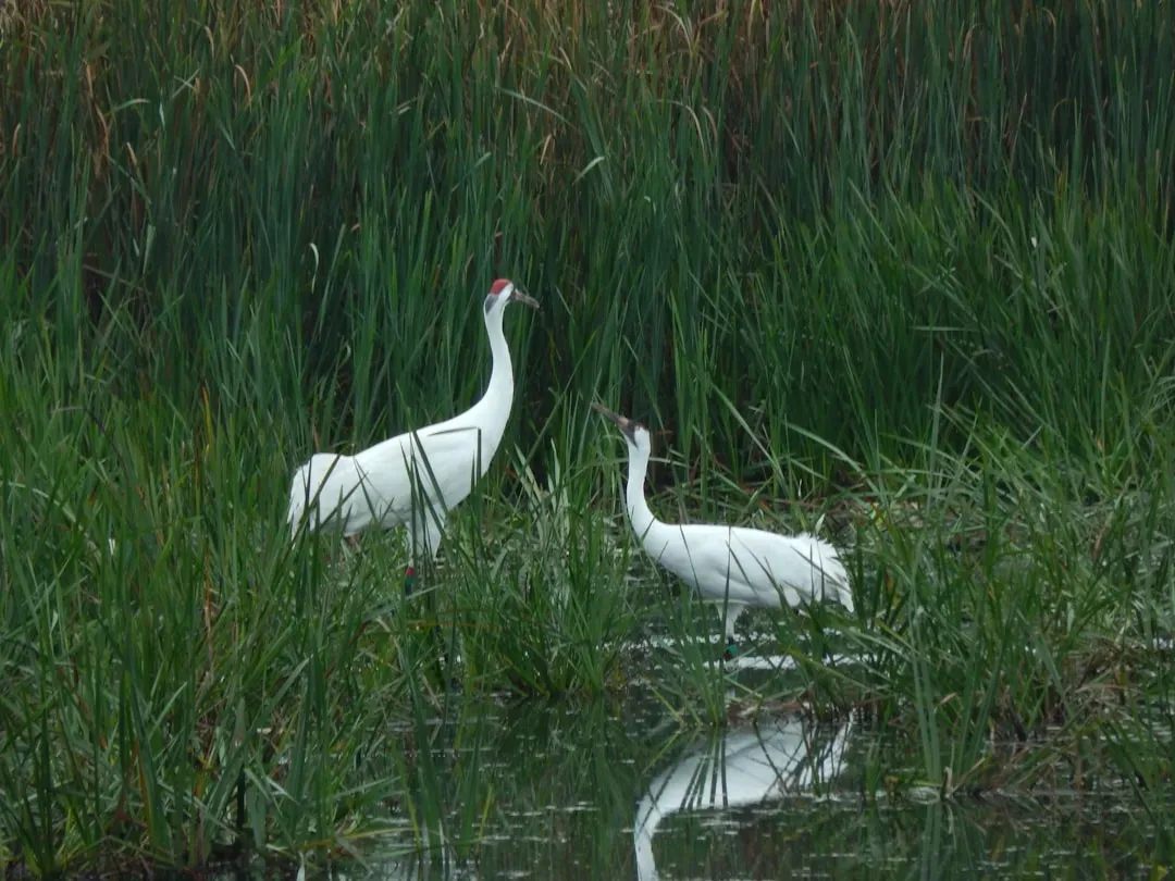 Whooping Crane – A Bird Brought Back from the Brink (Image Credits: Unsplash)