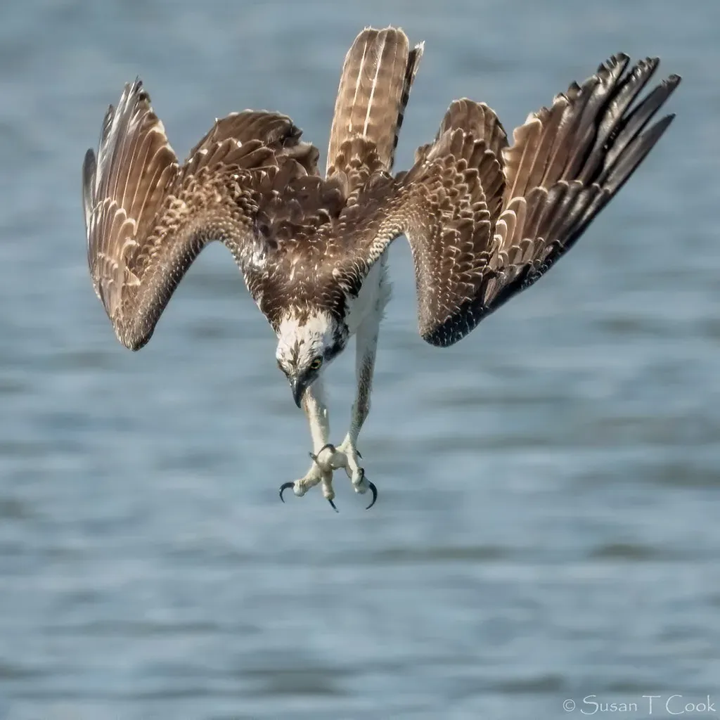 4. They Dive Feet‑First at High Speed Like Guided Missiles (cameraclub231, Flickr, CC BY 2.0)