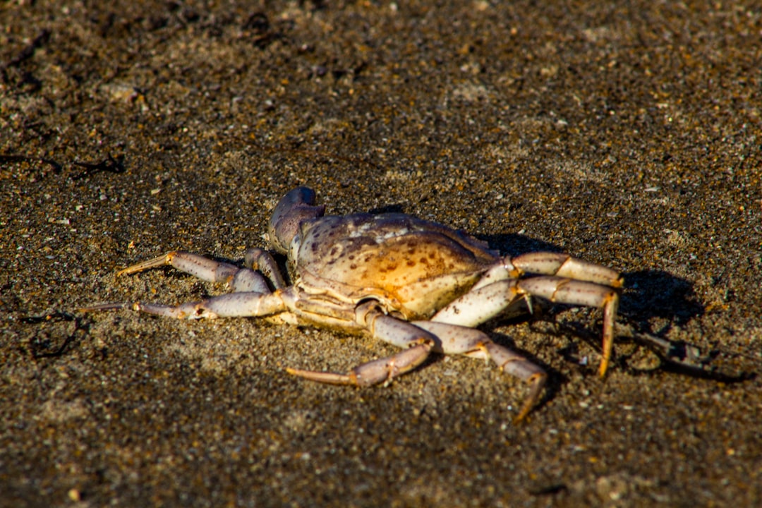 Thompson Beach, Delaware - Research and Wonder Combined (Image Credits: Unsplash)