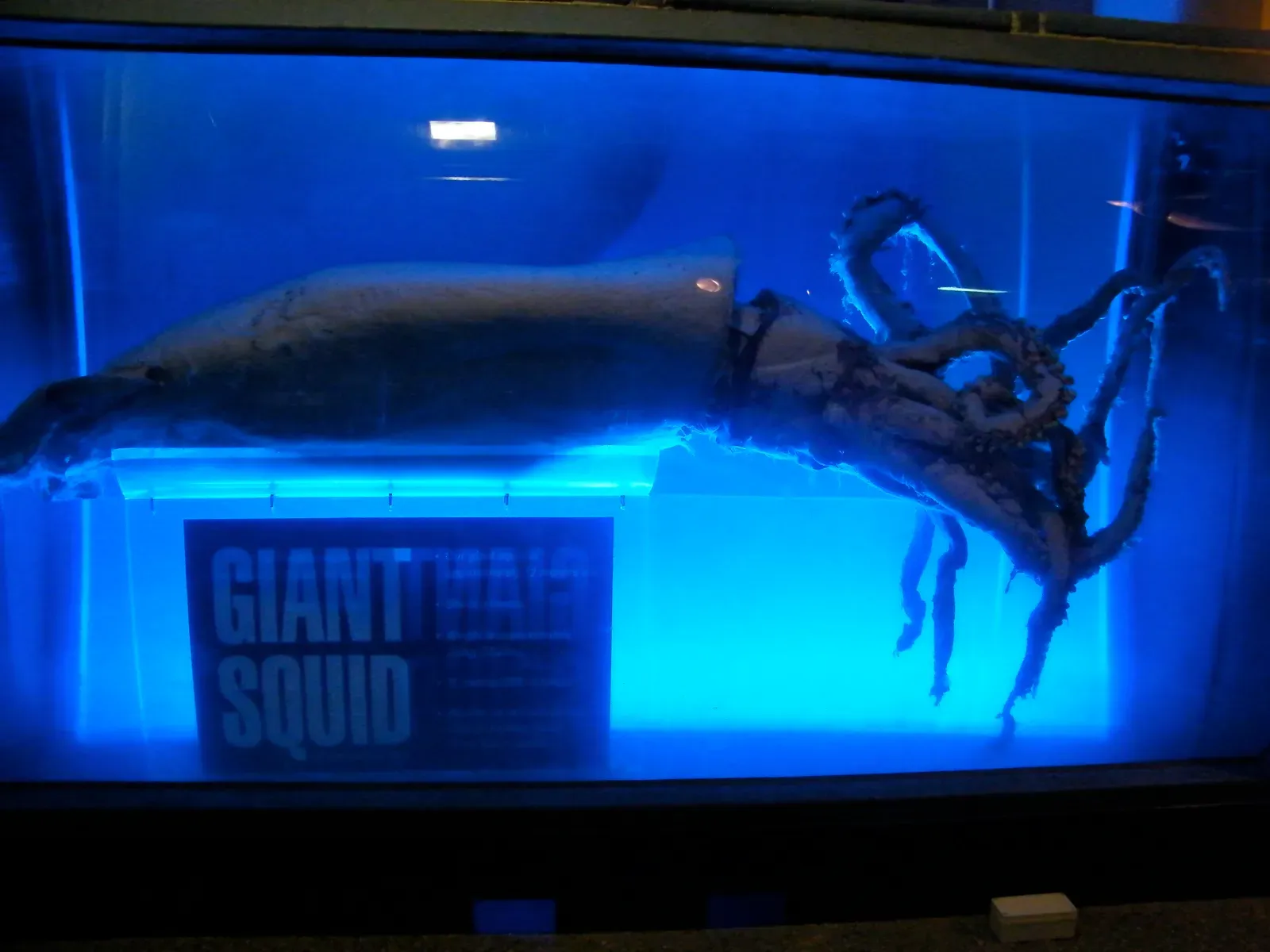 1. Giant Squid – The Legendary Phantom Finally on Camera (Giant Squid DisplayUploaded by mgiganteus, CC BY-SA 2.0)