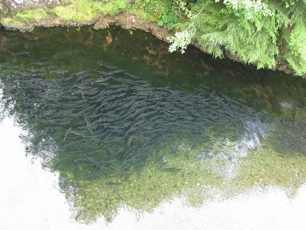 Salmon Lock in Their Birth Location and Return Years Later (Image Credits: Flickr)