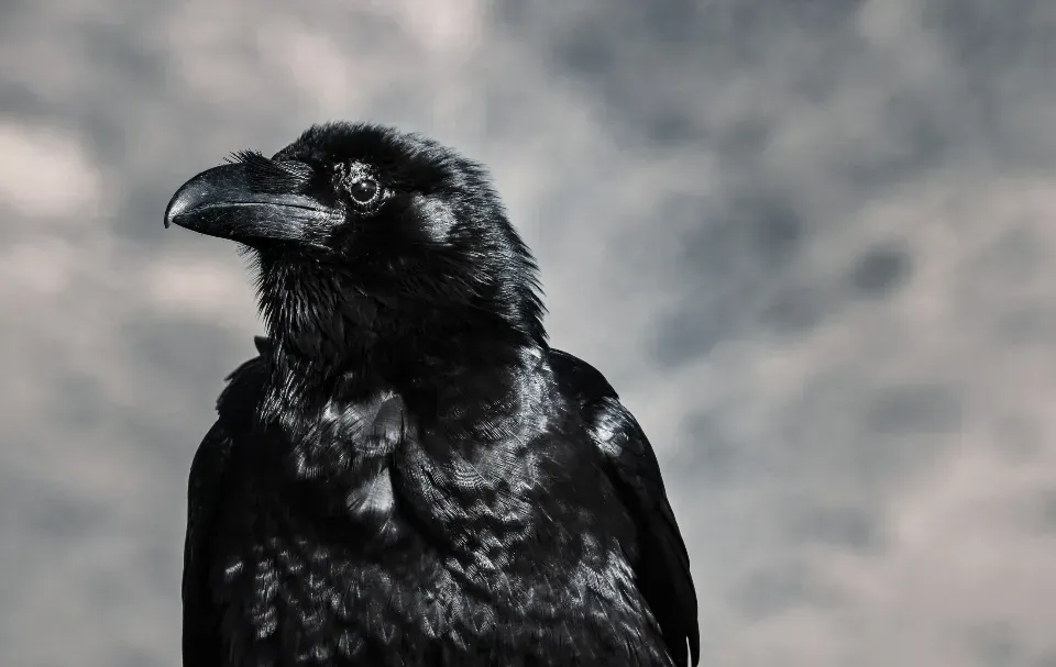 Living With Ravens: Practical Ways to Be a “Good” Human in Their Eyes (Image Credits: Stocksnap)