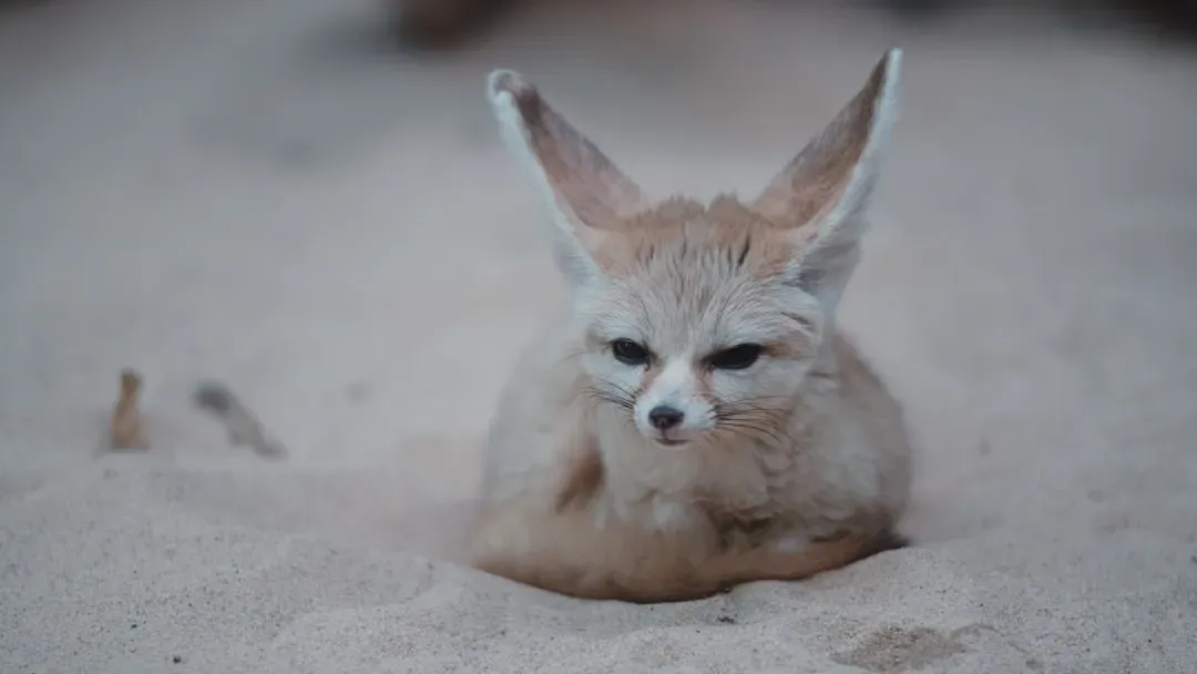 Virgo – The Precise Night Hunter (Fennec Fox) (Image Credits: Unsplash)