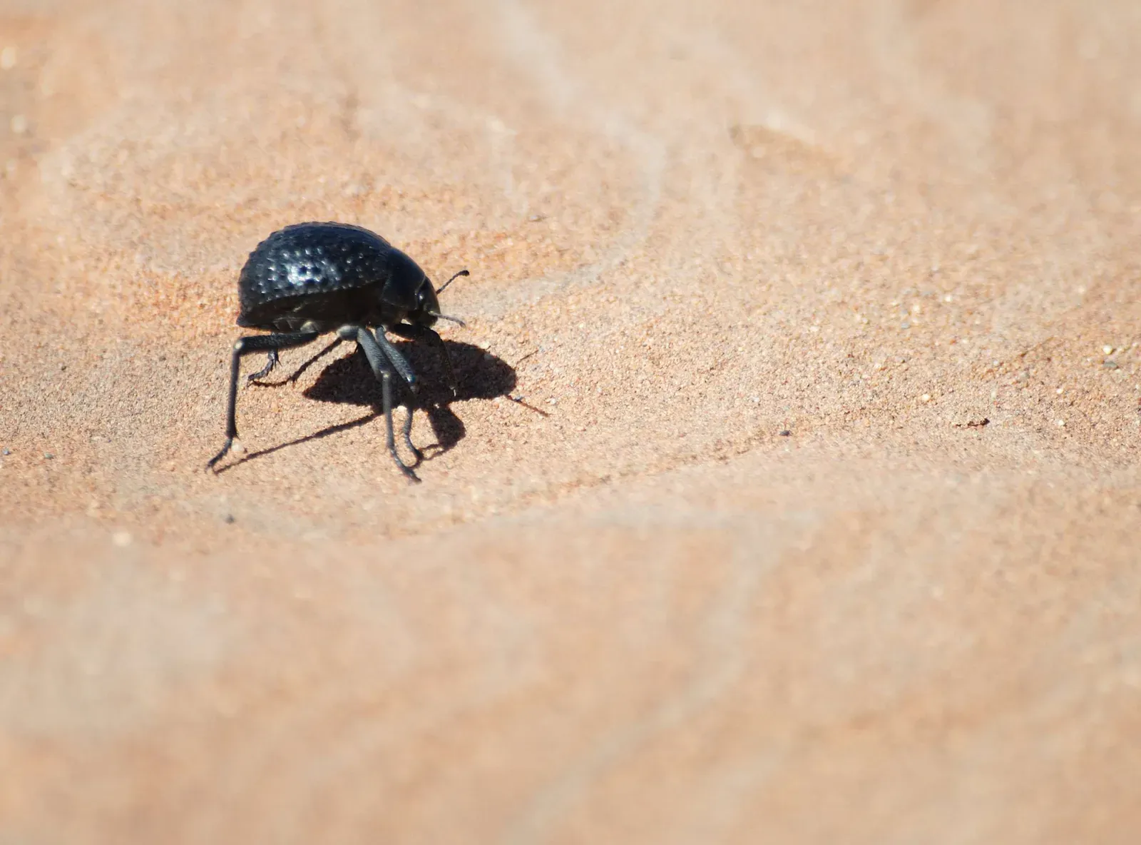 9. The Namib Desert Beetle's Fog-Harvesting Genius (By Moongateclimber, Public domain)