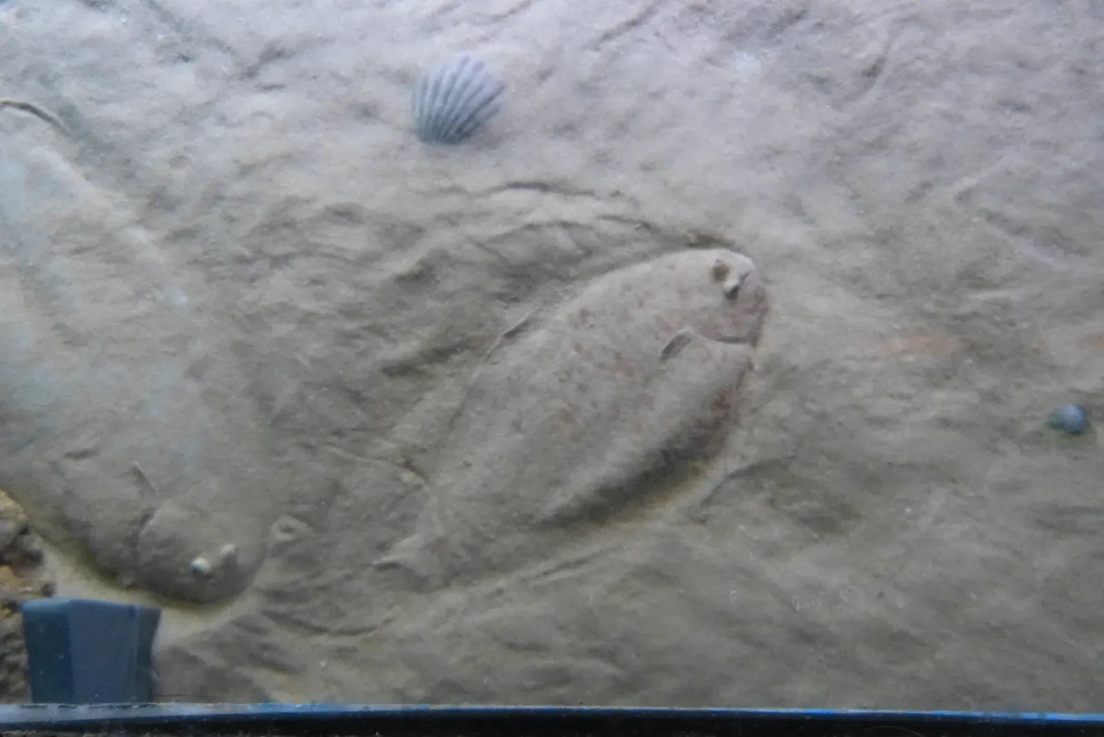 The Shadow Eaters: How Flatfish Rewrite the Rules of Light (Image Credits: Wikimedia)