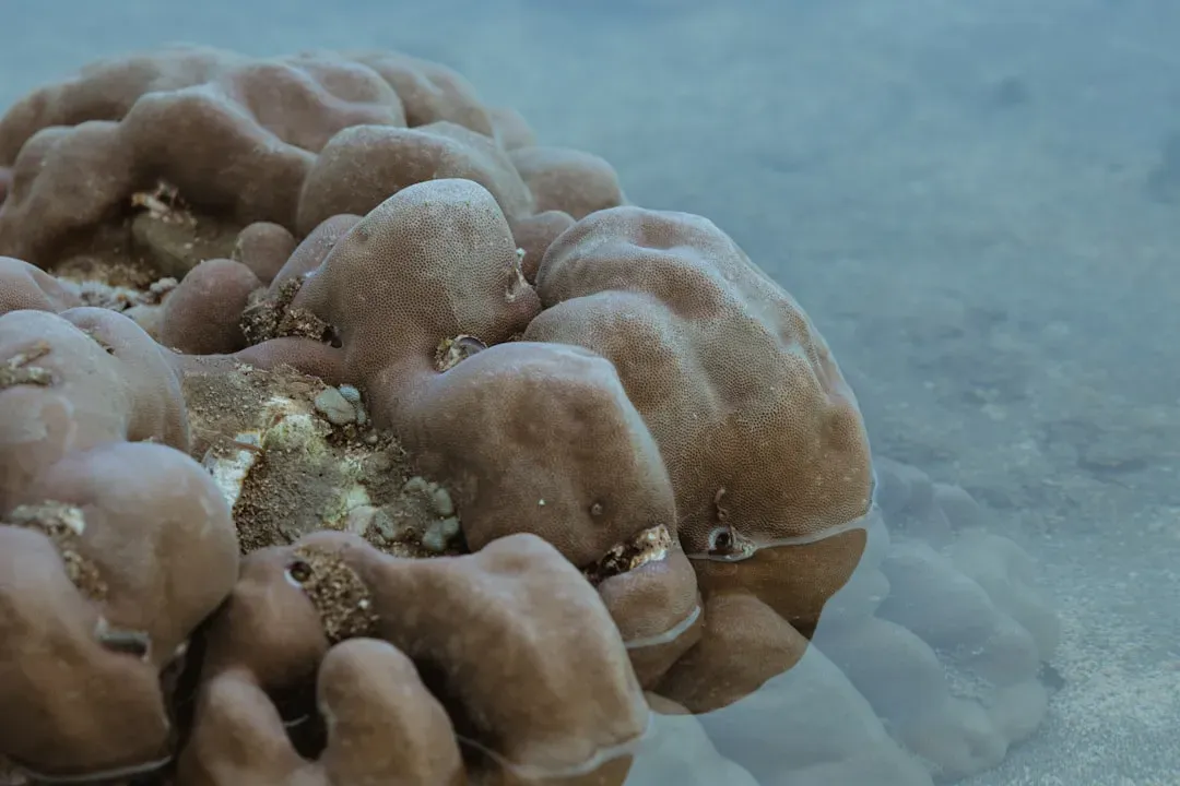 6. Oxalobacter Formigenes: The Microbe That Protects You From Kidney Stones (Image Credits: Unsplash)