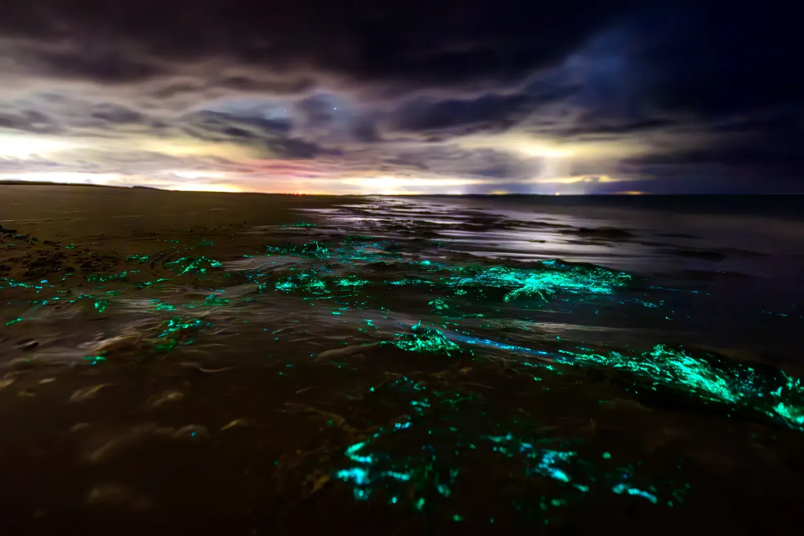 2. Florida’s Bioluminescent Lagoons and Glowing Shores (By Stephan Sprinz, CC BY 4.0)