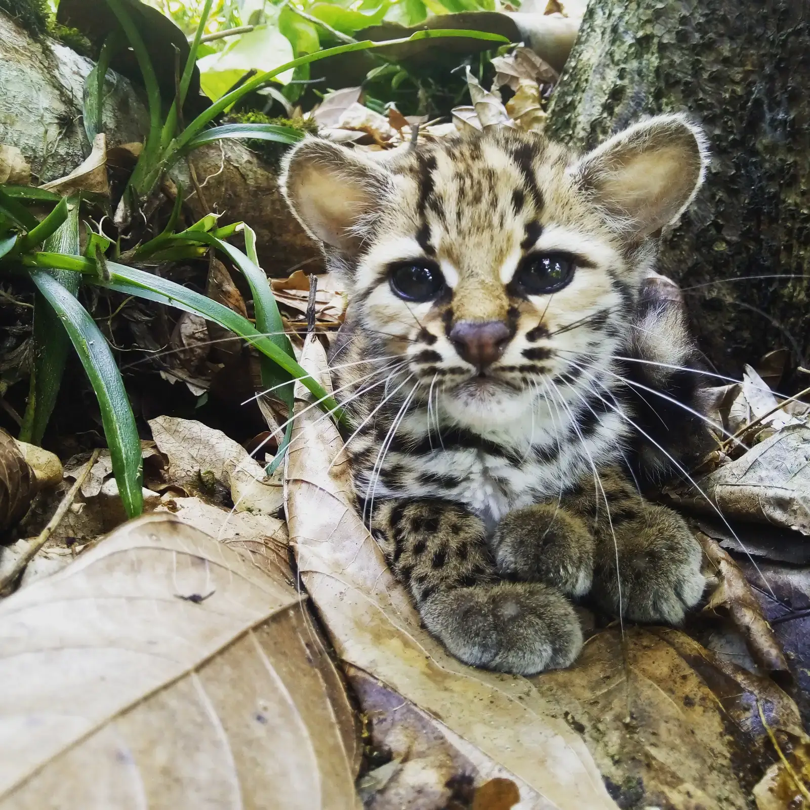 #12 - The "Possibly New" Indonesian Forest Cat That Fell Off the Radar (By Valdeir Barreto Santos, CC BY-SA 4.0)