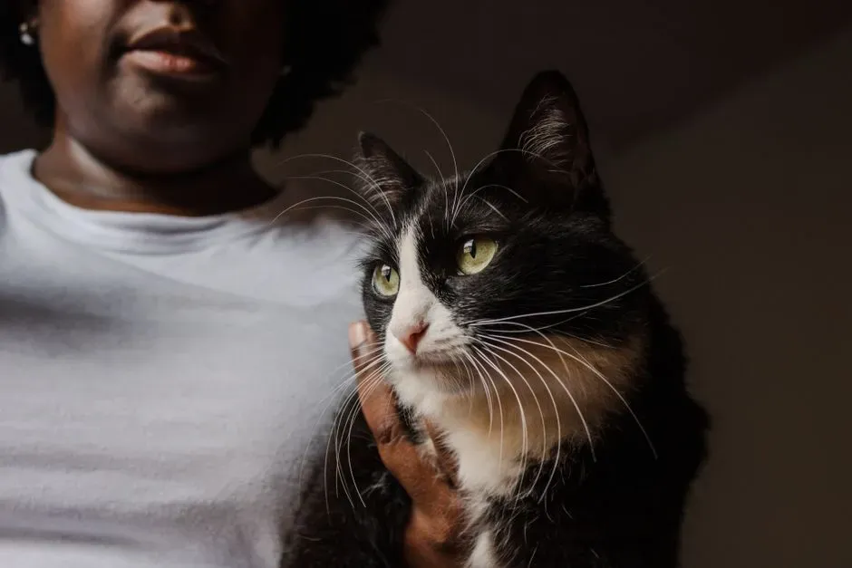 How To Gently Strengthen The Bond With A Nearby, Low-Drama Cat (Image Credits: Pexels)
