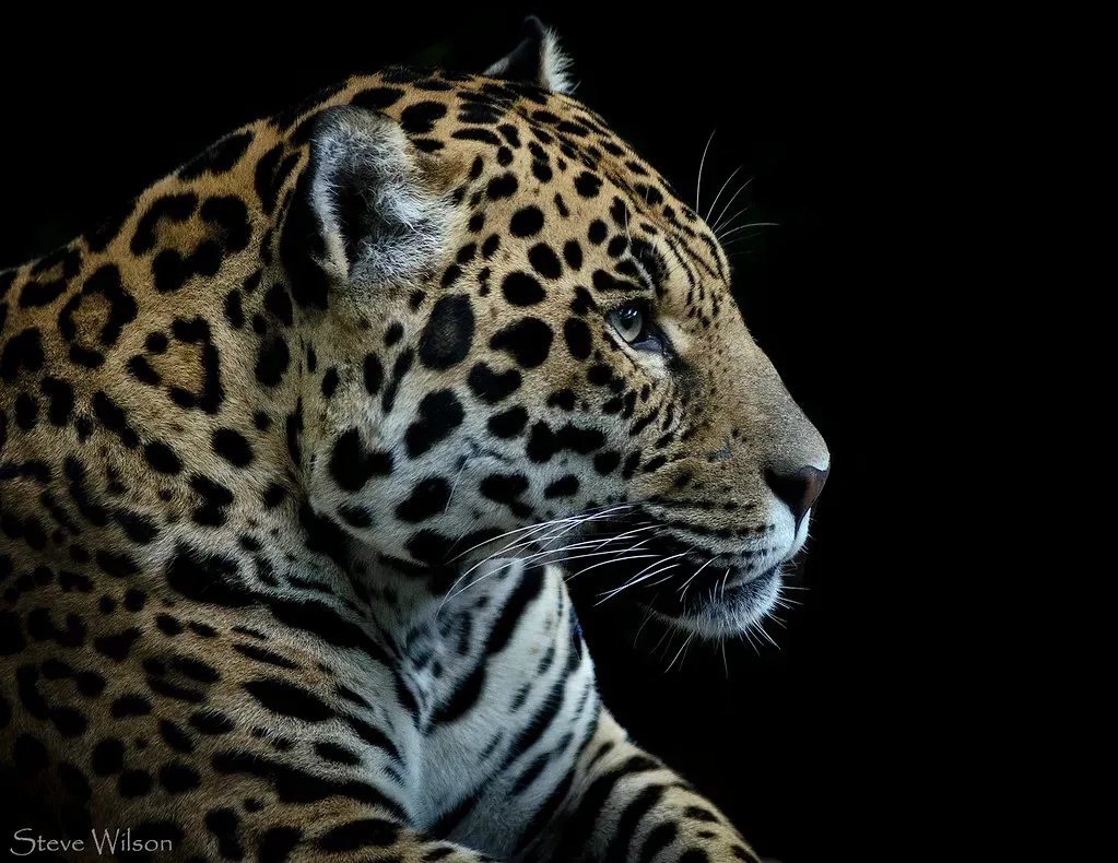 Conclusion:  Changes How You Think About Big Cats (Steve Wilson - over 10 million views Thanks !!, Flickr, CC BY 2.0)