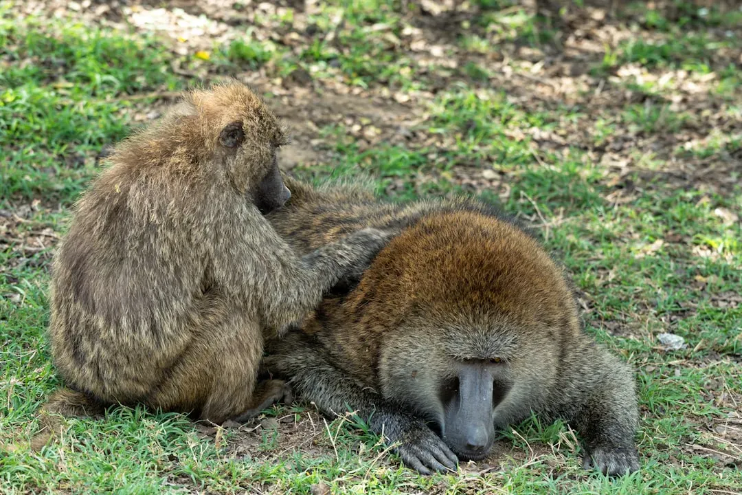 Why It Matters: Animal Minds, Human Assumptions, and the Science Gap (Image Credits: Unsplash)