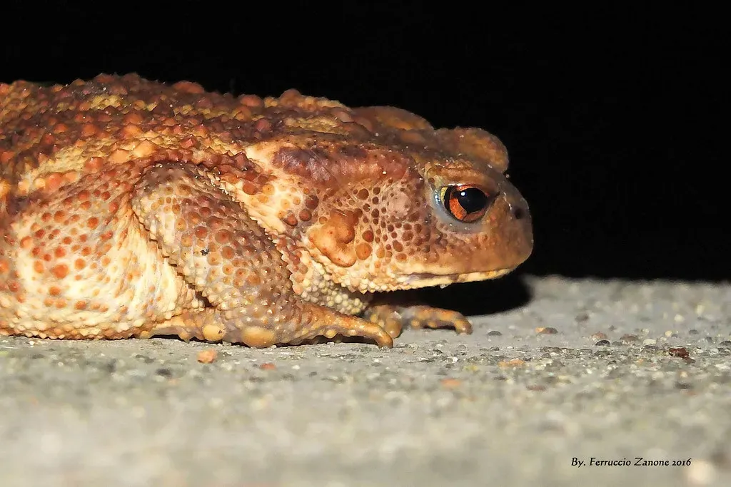 Sudden Silence Often Signals Predators Nearby (Ferruccio Zanone, Flickr, CC BY-SA 2.0)