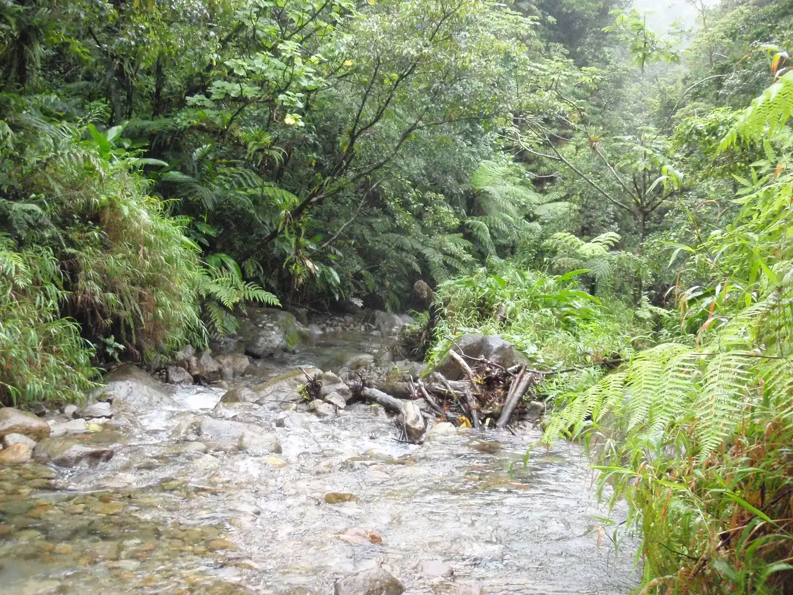 The Boiling River of the Amazon: Too Hot for Its Setting (By XeresNelro, CC BY-SA 4.0)